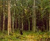Картина Шишкина: В лесу графини Мордвиновой. Петергоф