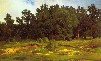 Картина Шишкина: Дубровый лесок в серый день